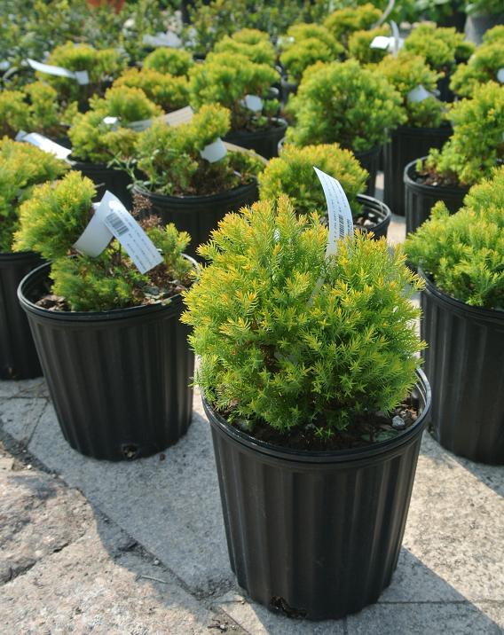 Туя западная Рейнголд